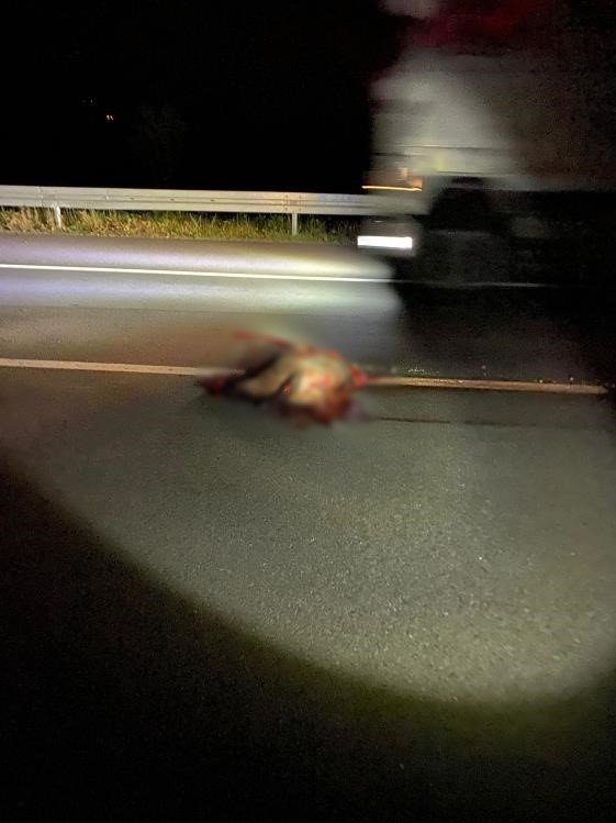 Domuza çarpan araç takla attı