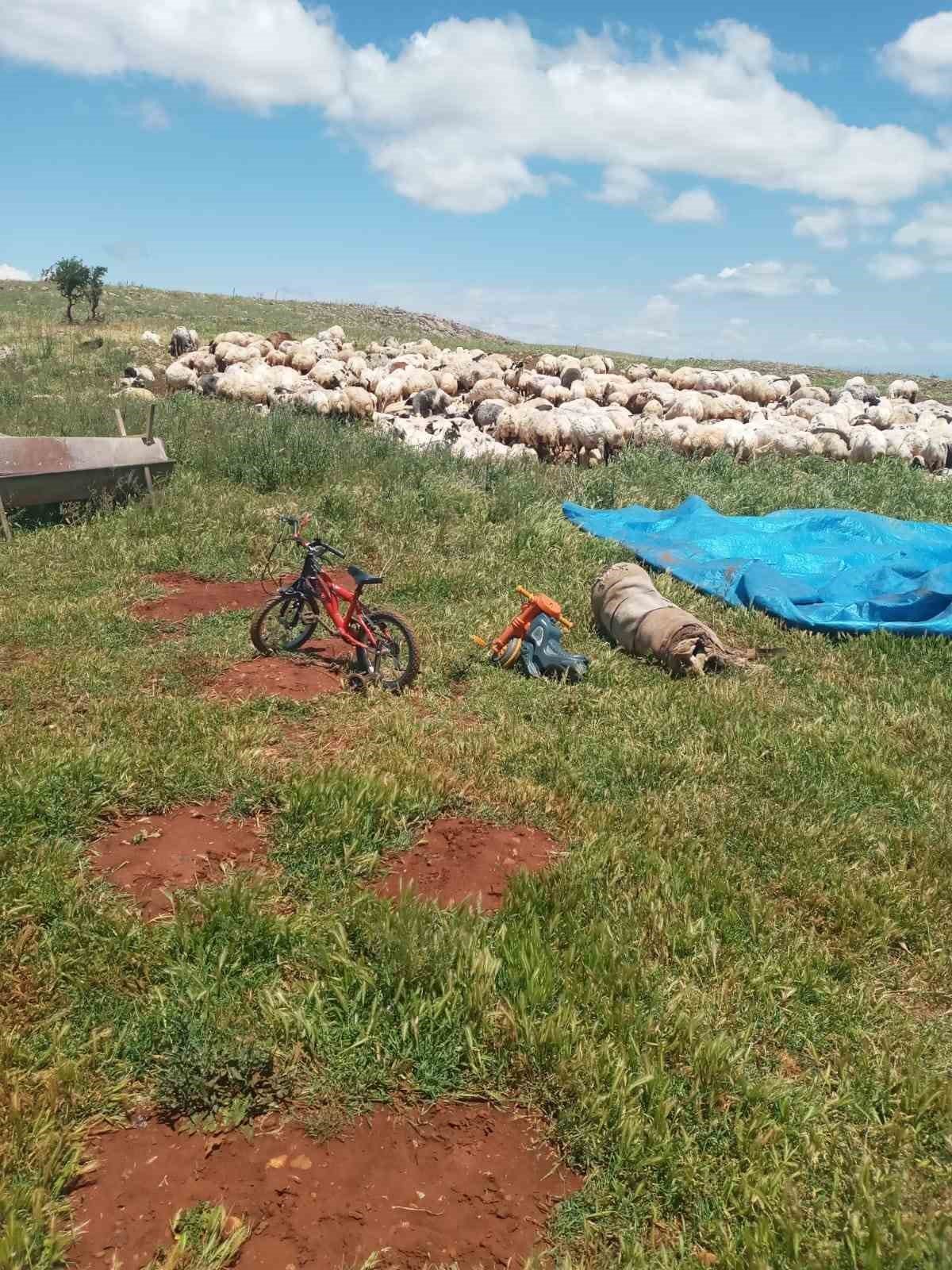 Fırtına ve yağmur 10 koyun telef etti