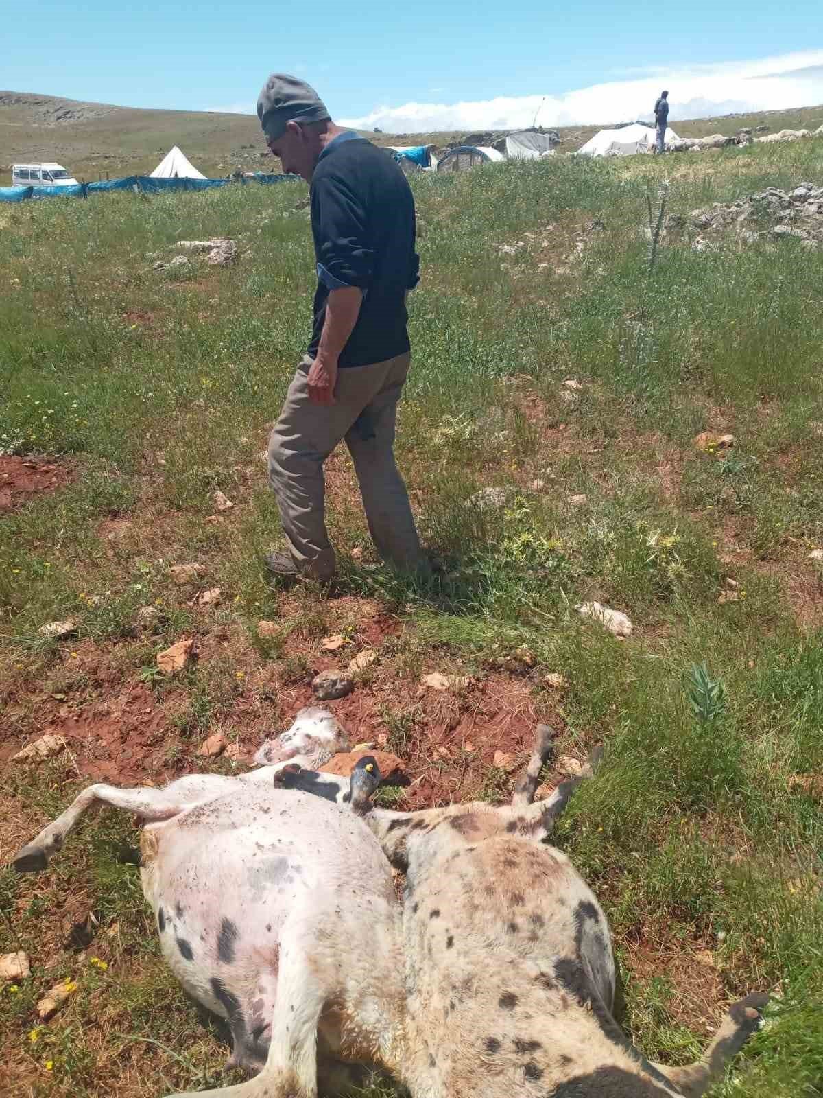 Fırtına ve yağmur 10 koyun telef etti