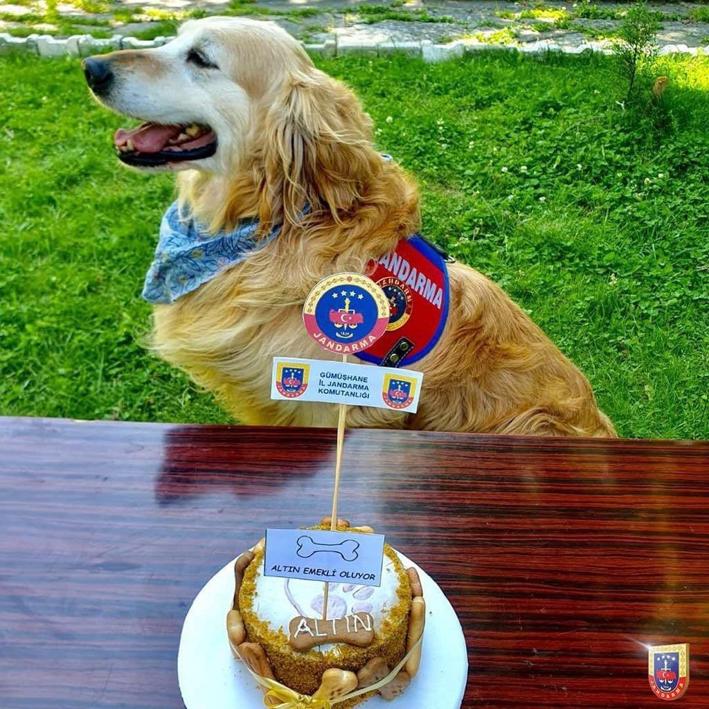 Uyuşturucu arama köpeği ‘Altın’ pasta kesilerek emekli edildi
