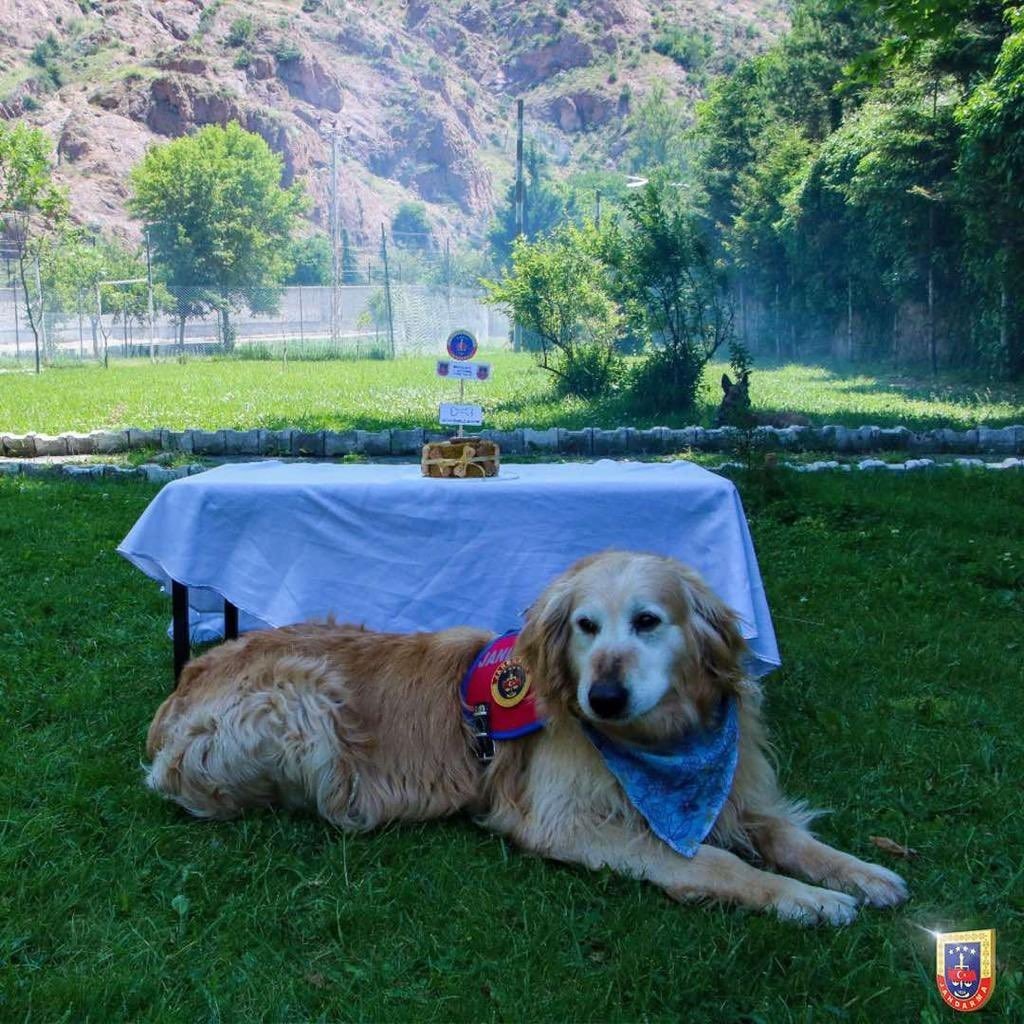 Uyuşturucu arama köpeği ‘Altın’ pasta kesilerek emekli edildi