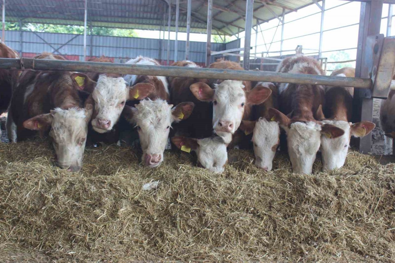 Kurbanlık alacaklar dikkat