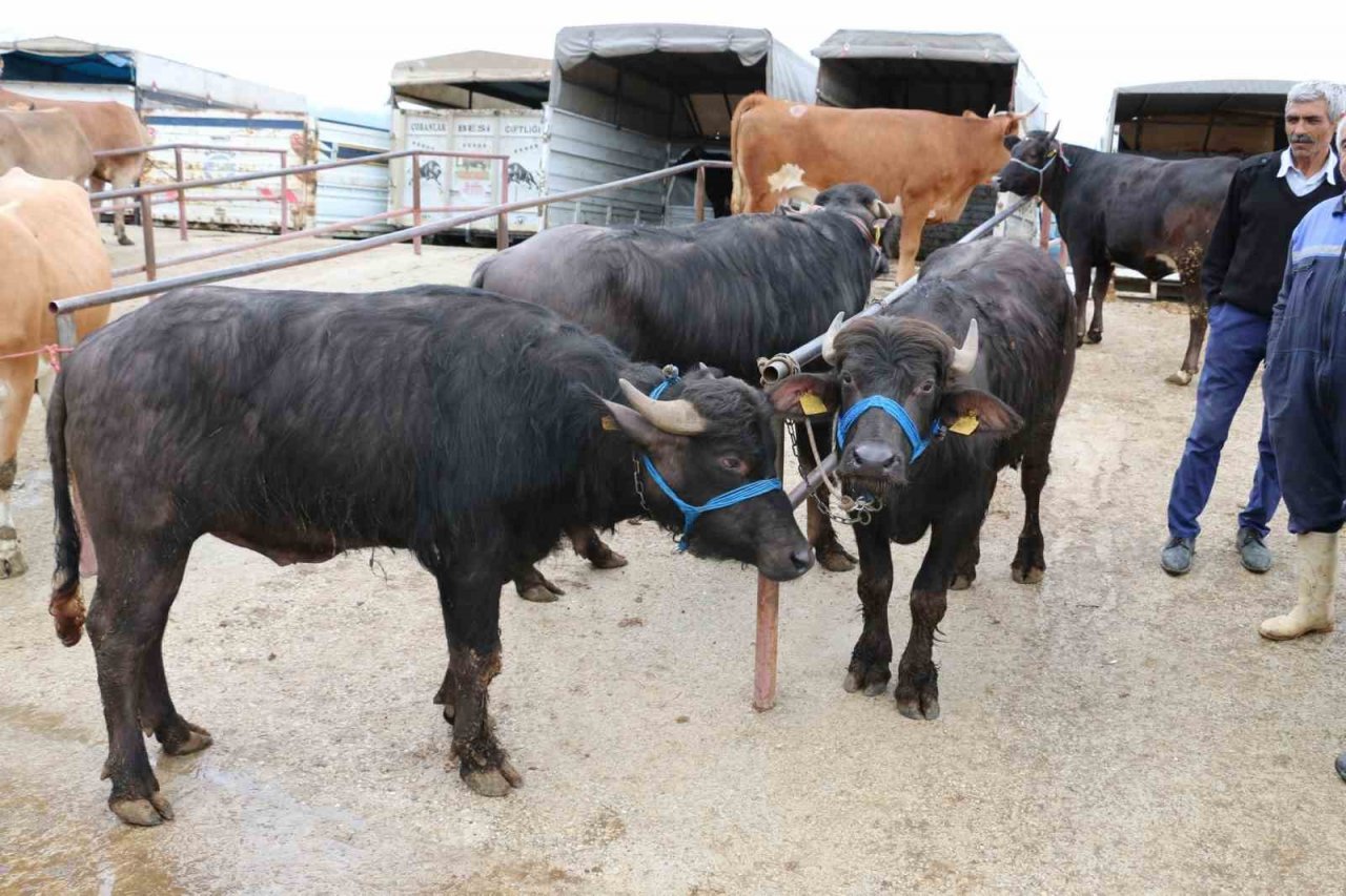 Kurbanlık denetimleri devam ediyor