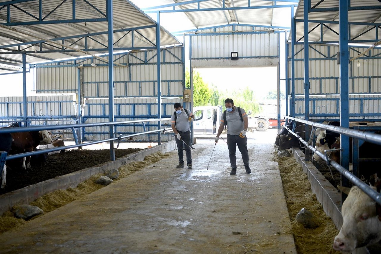 Kuşadasi’nda sivrisinek ve haşerelere karşı düzenli ilaçlama sürüyor