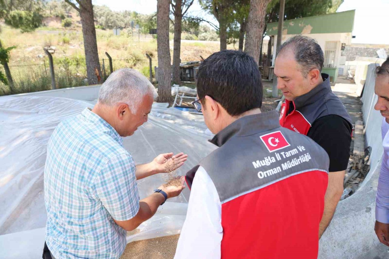 Muğla Tarım ve Orman Müdürü Saylak; “Kimsenin ürünü tarlada kalmayacak”