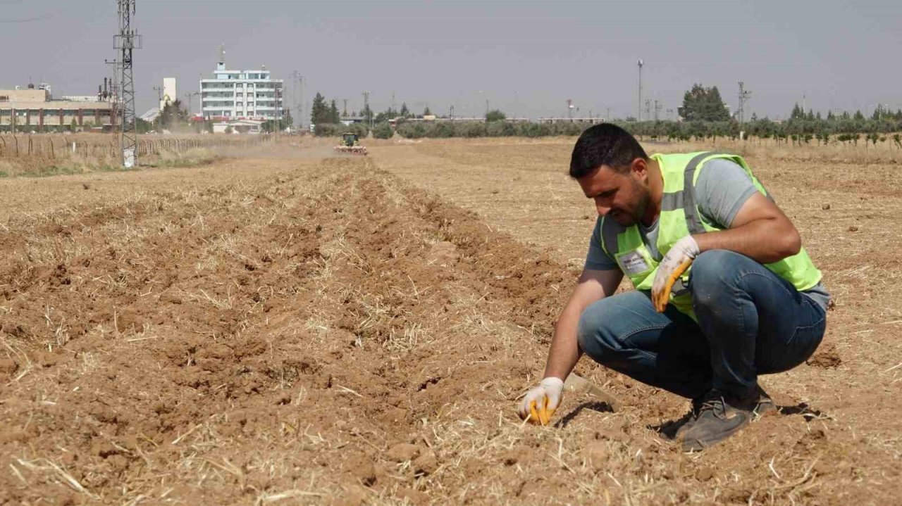 Şanlıurfa Büyükşehir Belediyesi mısır ekimine başladı