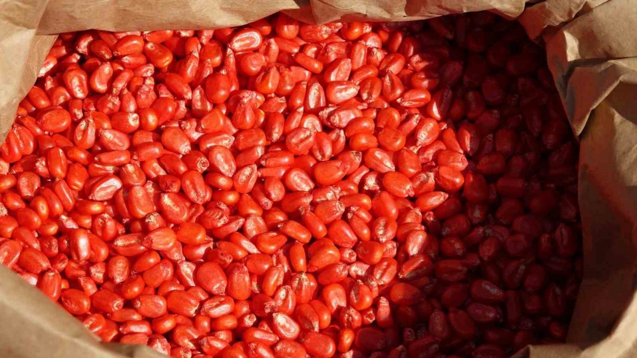 Şanlıurfa Büyükşehir Belediyesi mısır ekimine başladı