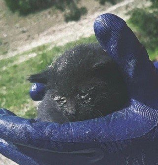 Tavşanlı’da iki duvar arasında sıkışan yavru kedi, itfaiye ekiplerince kurtarıldı