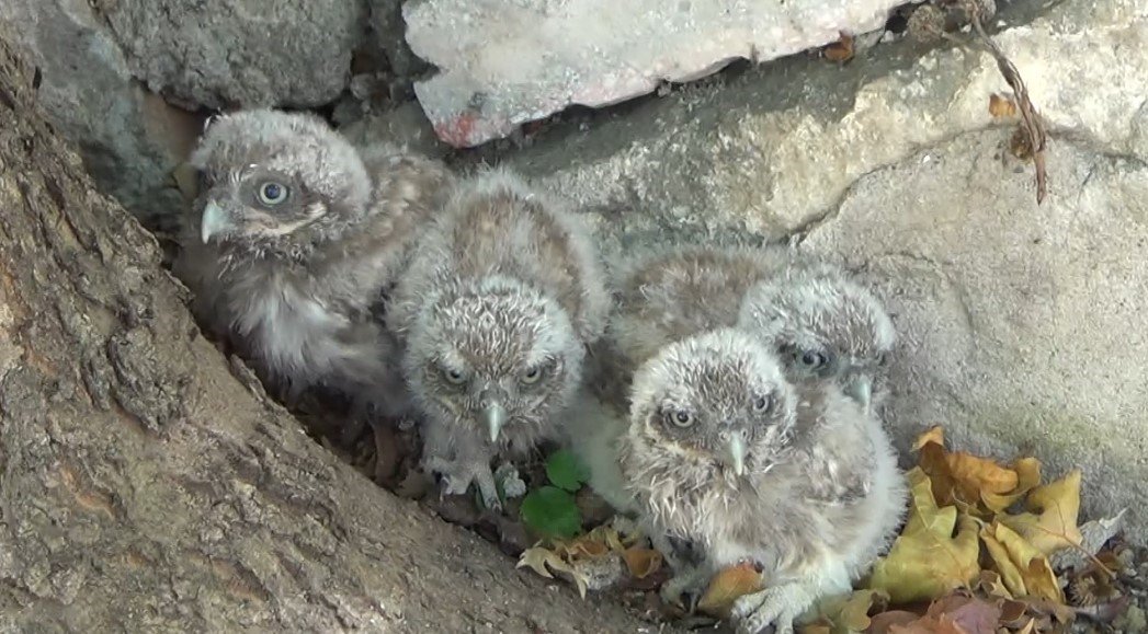 Tunceli’de annelerinin terk ettiği yavru baykuşlar koruma altına alındı