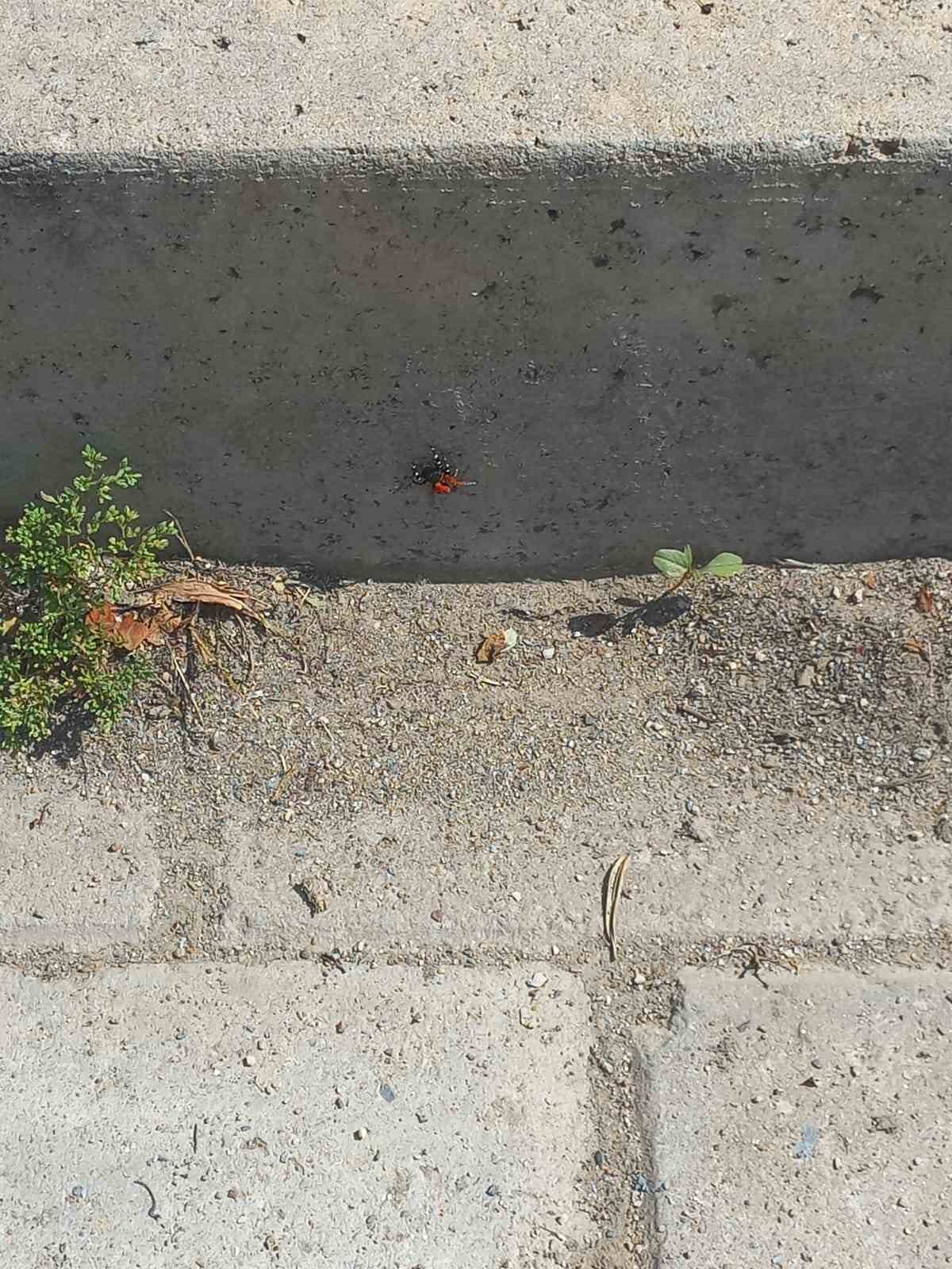 Efeler’de şehir merkezinde zehirli uğur böceği örümceği görüldü