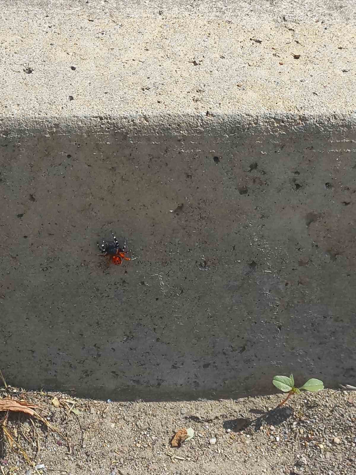 Efeler’de şehir merkezinde zehirli uğur böceği örümceği görüldü