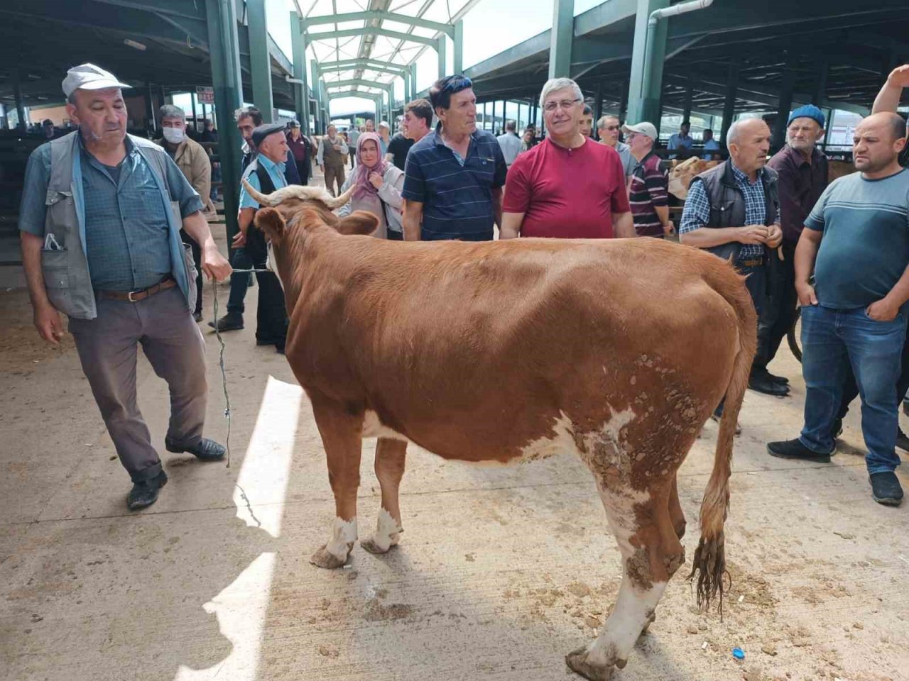 Tavşanlı’da hayvan pazarında ilk gün