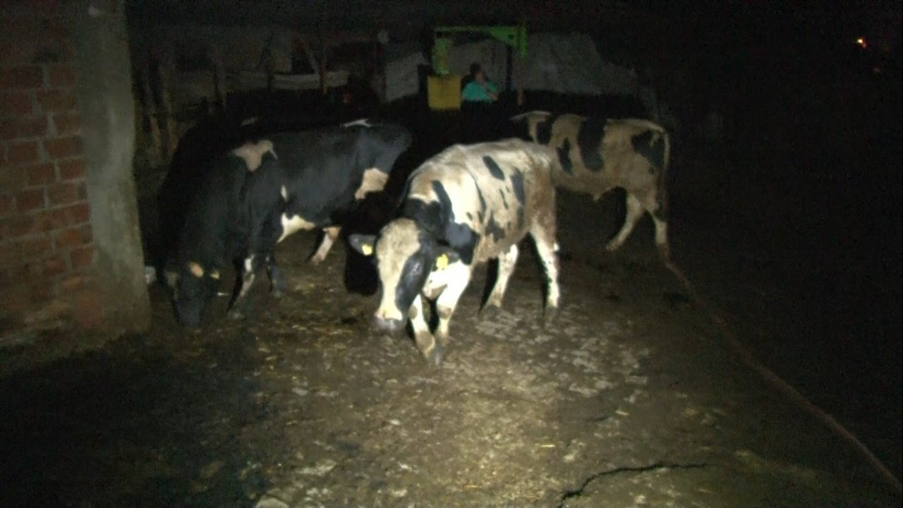 Edirne’de çiftliğin ahırında yangın paniği: Büyükbaş hayvanlar son anda kurtarıldı