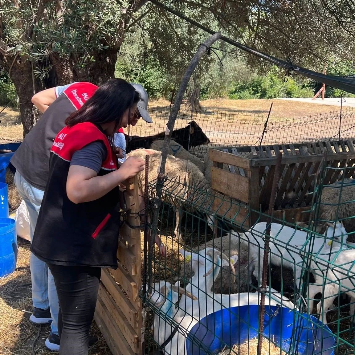 Edremit İlçe Tarım Müdürlüğü’nde ‘Kurban Bayramı’ alarmı