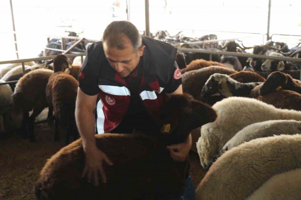 Elazığ’da Hayvan satış yerleri denetlendi