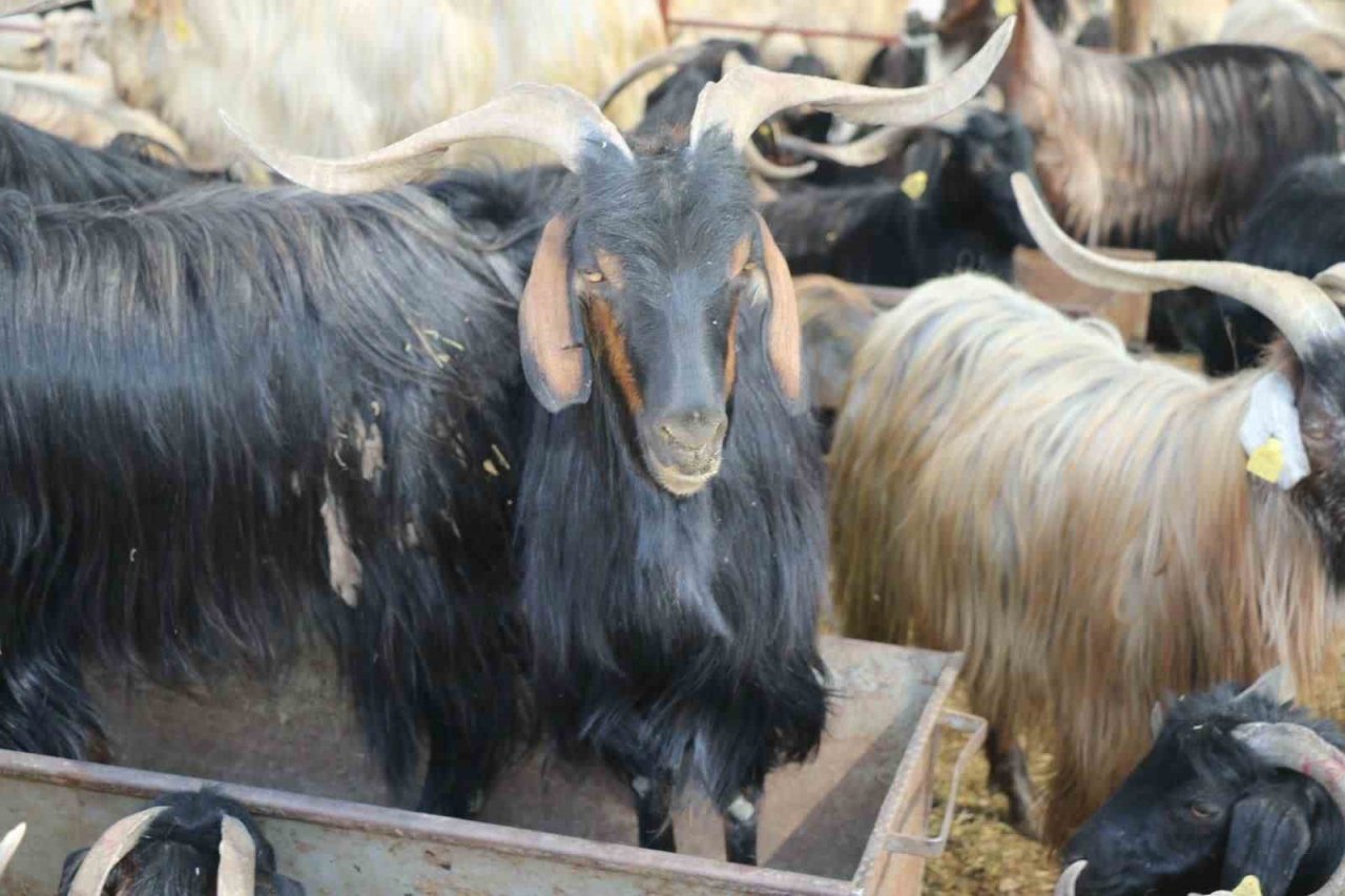 Elazığ’da Hayvan satış yerleri denetlendi