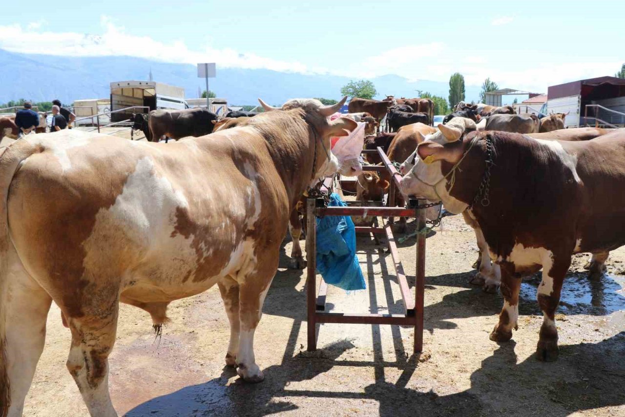 Erzincan’da vatandaşlar kurbanlık almak için arefe gününü bekliyor