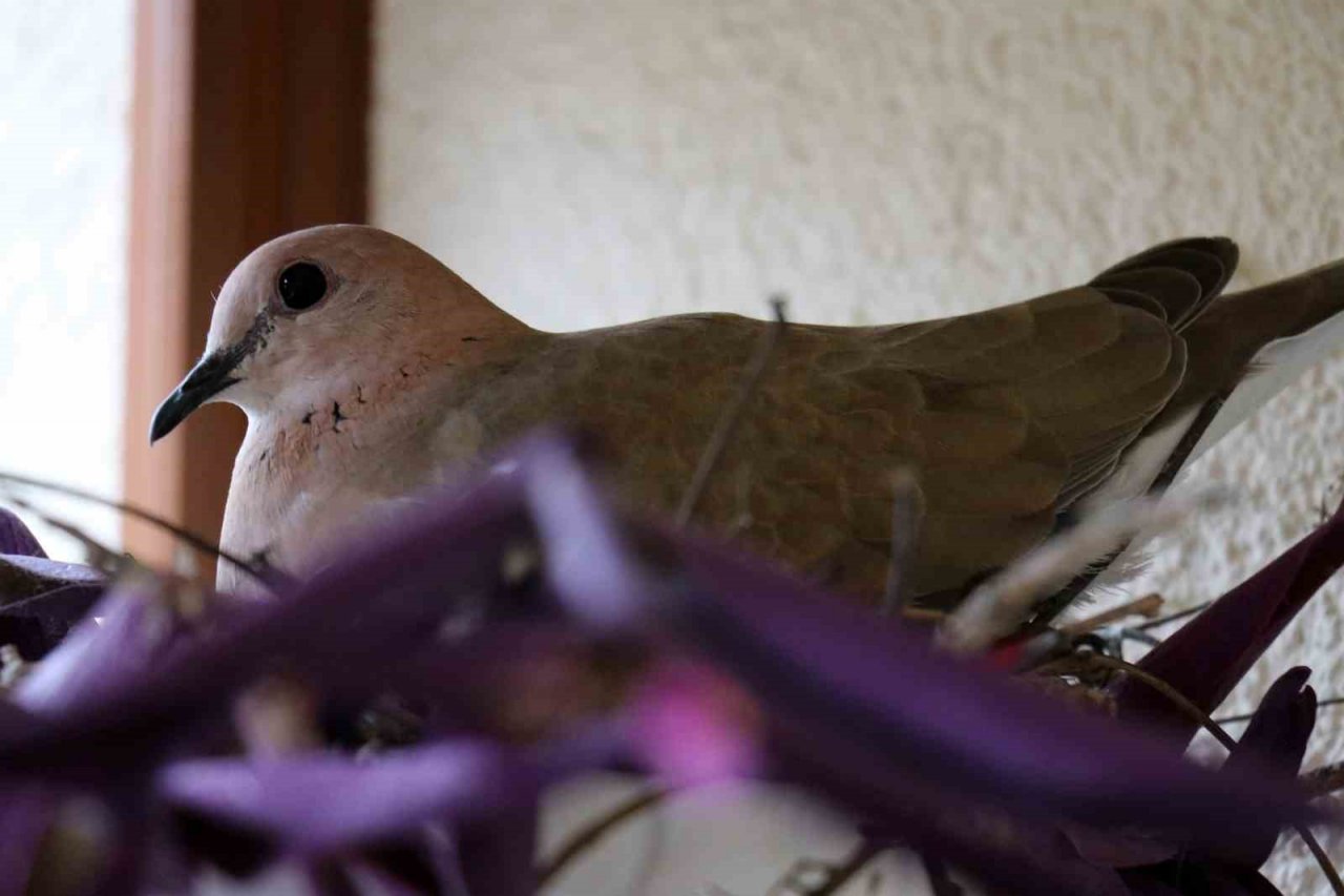 Kumrular 5 yıldır balkondaki kombinin üzerine yuva yapıyor