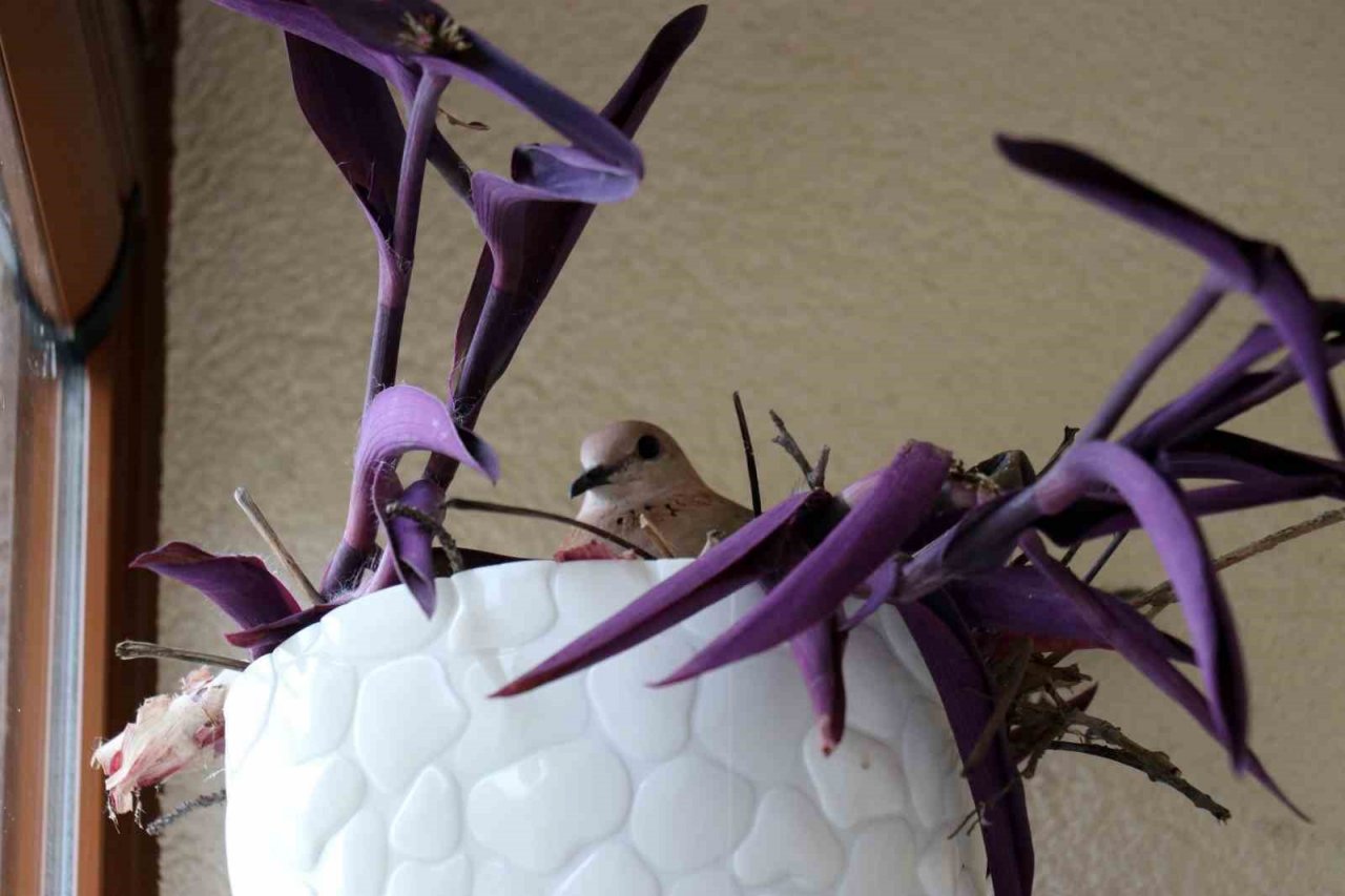 Kumrular 5 yıldır balkondaki kombinin üzerine yuva yapıyor