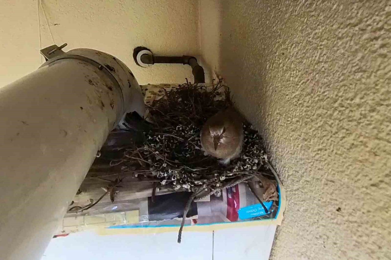 Kumrular 5 yıldır balkondaki kombinin üzerine yuva yapıyor