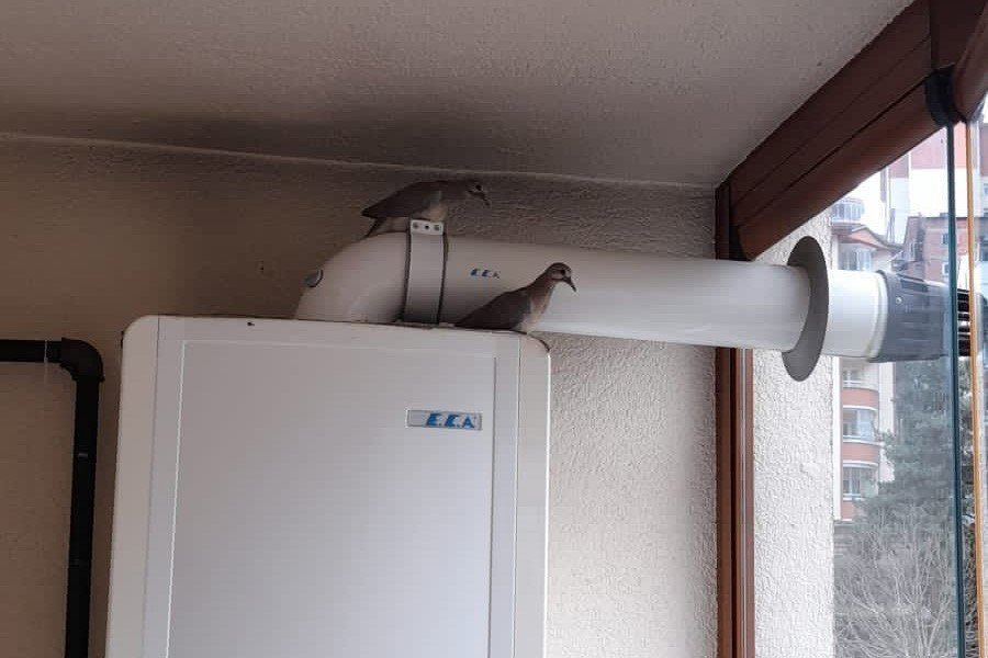 Kumrular 5 yıldır balkondaki kombinin üzerine yuva yapıyor