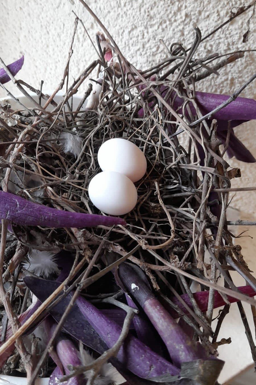 Kumrular 5 yıldır balkondaki kombinin üzerine yuva yapıyor