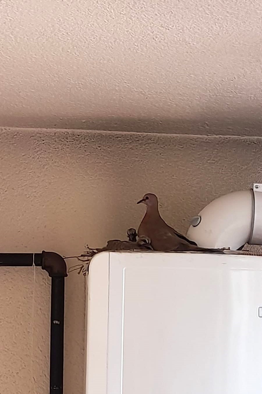 Kumrular 5 yıldır balkondaki kombinin üzerine yuva yapıyor