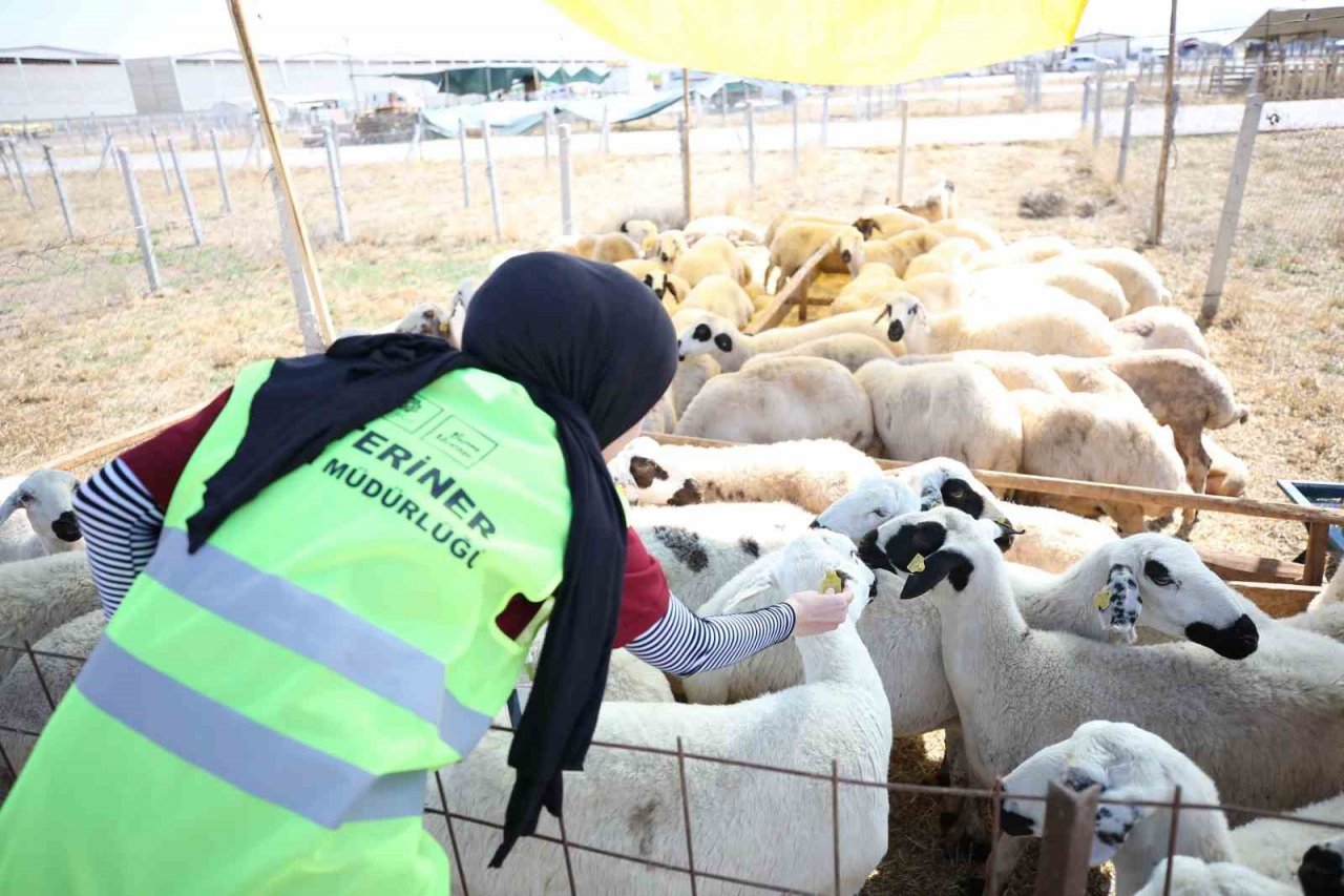 Meram’daki hayvan satış alanında kurban hareketliliği