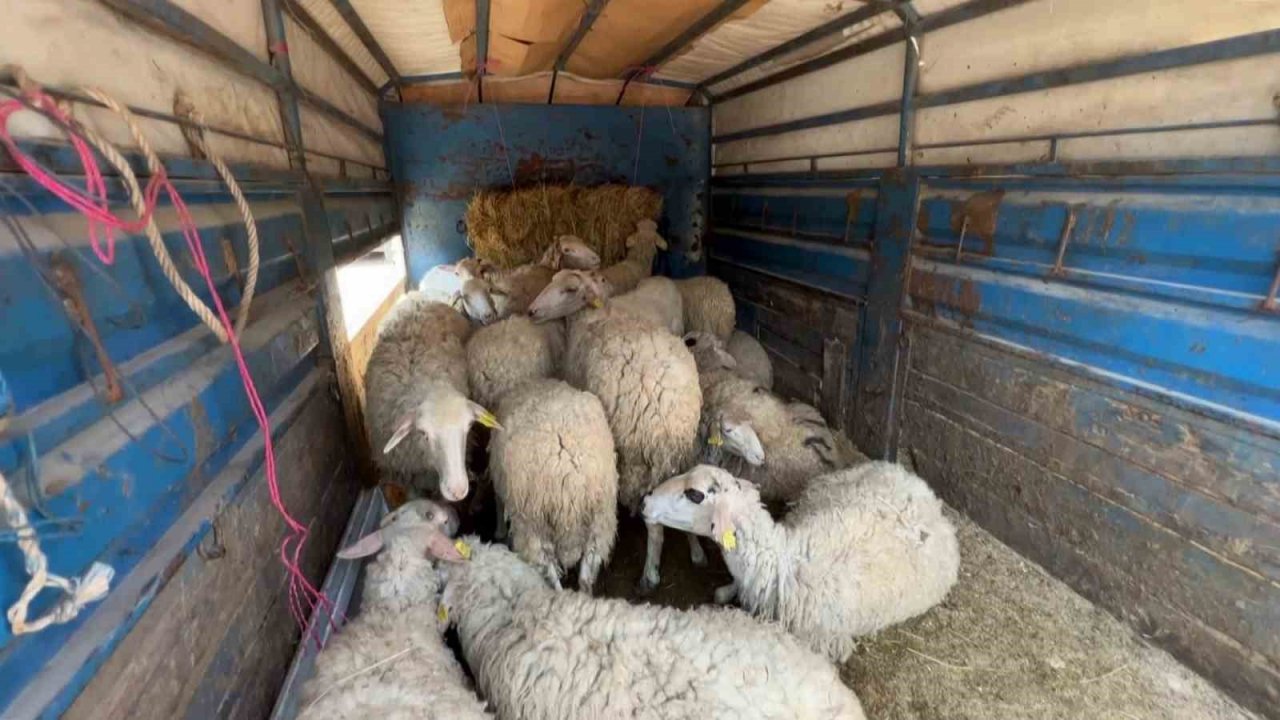 Bayrama sayılı günler kala kurban pazarlarında hareketlilik