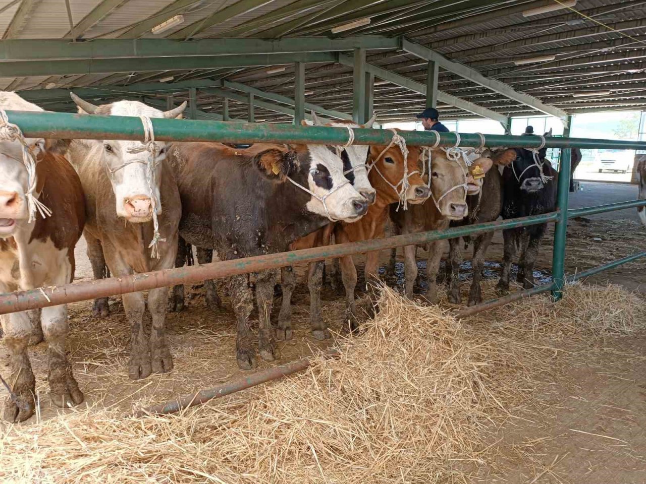 Tavşanlı’da hayvan pazarında ilk gün