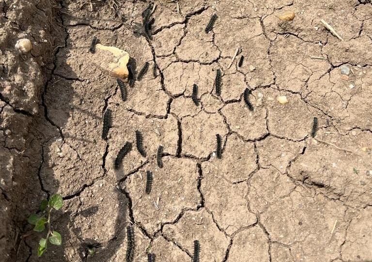 Kütahyalı üreticilere ’Pamuk dikenli kurdu’ uyarısı