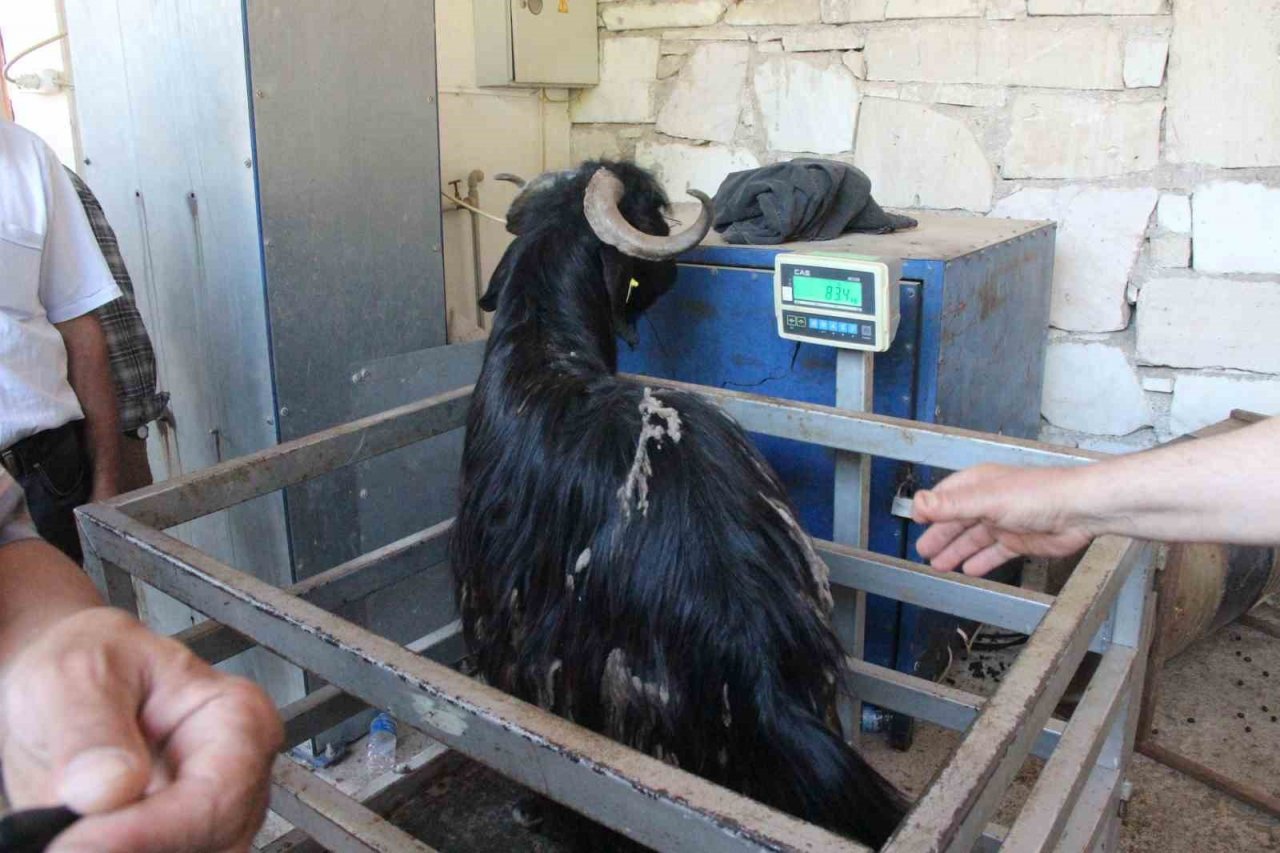 Muğla’da 102 kurban kesim noktası oluşturuldu