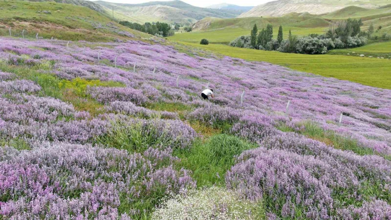 Mor kara yoncalar bozkırda kartpostallık görüntüler oluşturdu