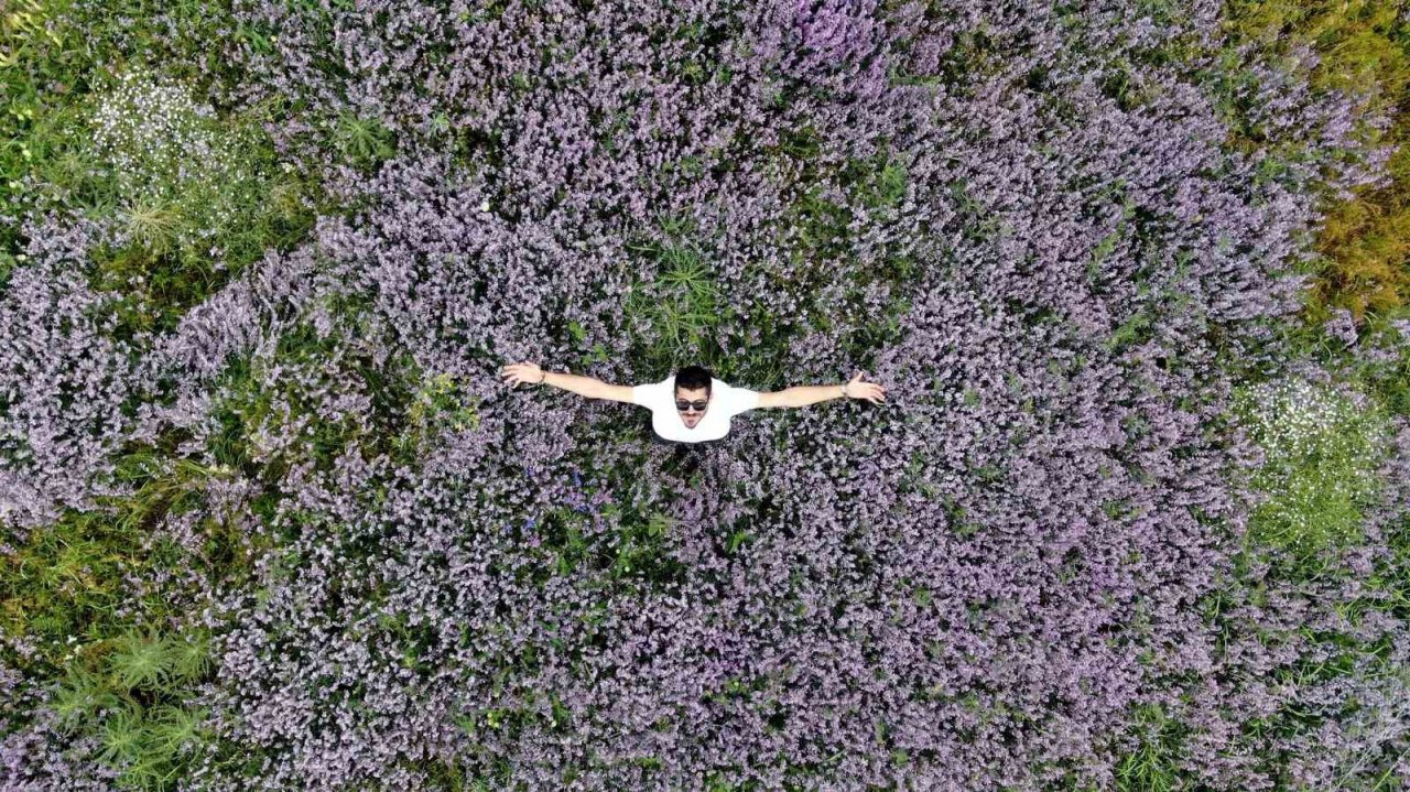 Mor kara yoncalar bozkırda kartpostallık görüntüler oluşturdu