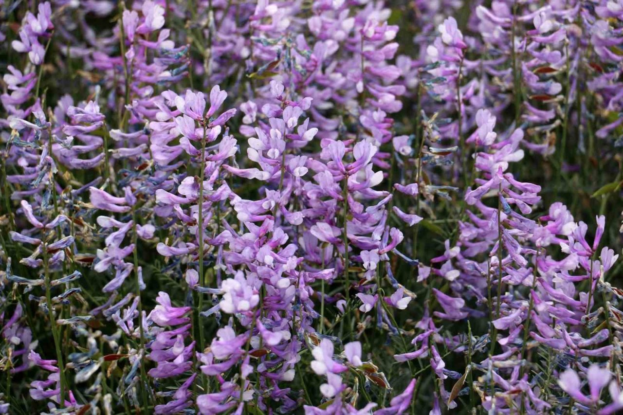 Mor kara yoncalar bozkırda kartpostallık görüntüler oluşturdu