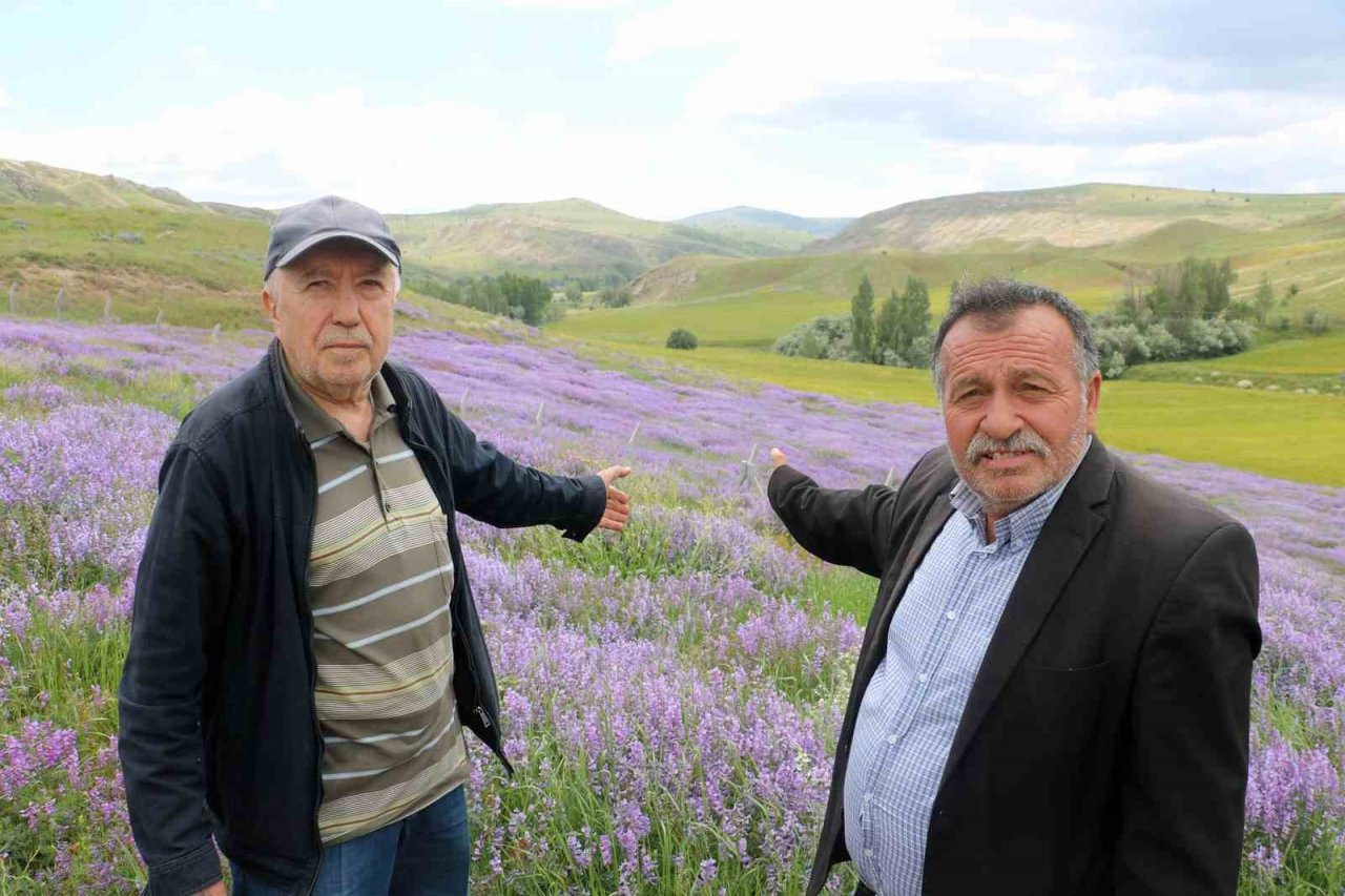 Mor kara yoncalar bozkırda kartpostallık görüntüler oluşturdu