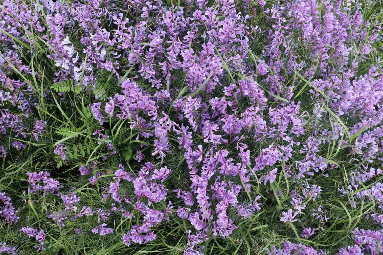 Mor kara yoncalar bozkırda kartpostallık görüntüler oluşturdu