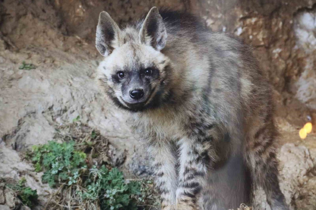 Yaban hayatı fotoğrafçısı, sattığı fotoğrafların gelirini lösemili çocuklara bağışladı