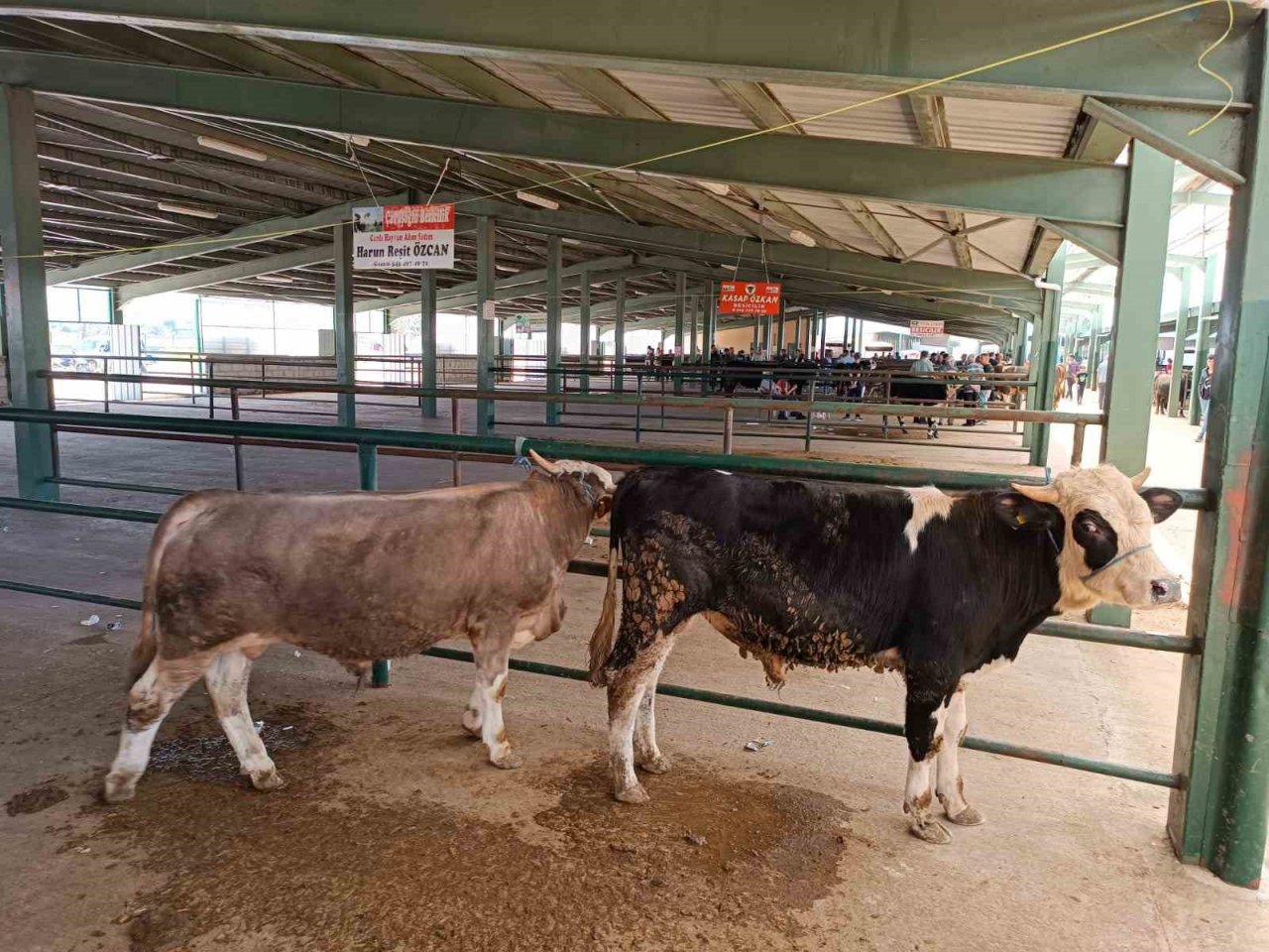 Tavşanlı’da hayvan pazarında ilk gün