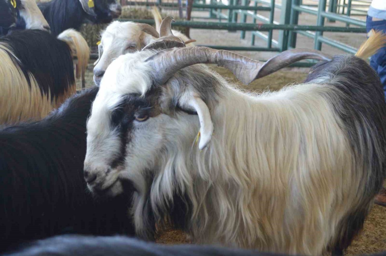 Tavşanlı’da hayvan pazarında ilk gün