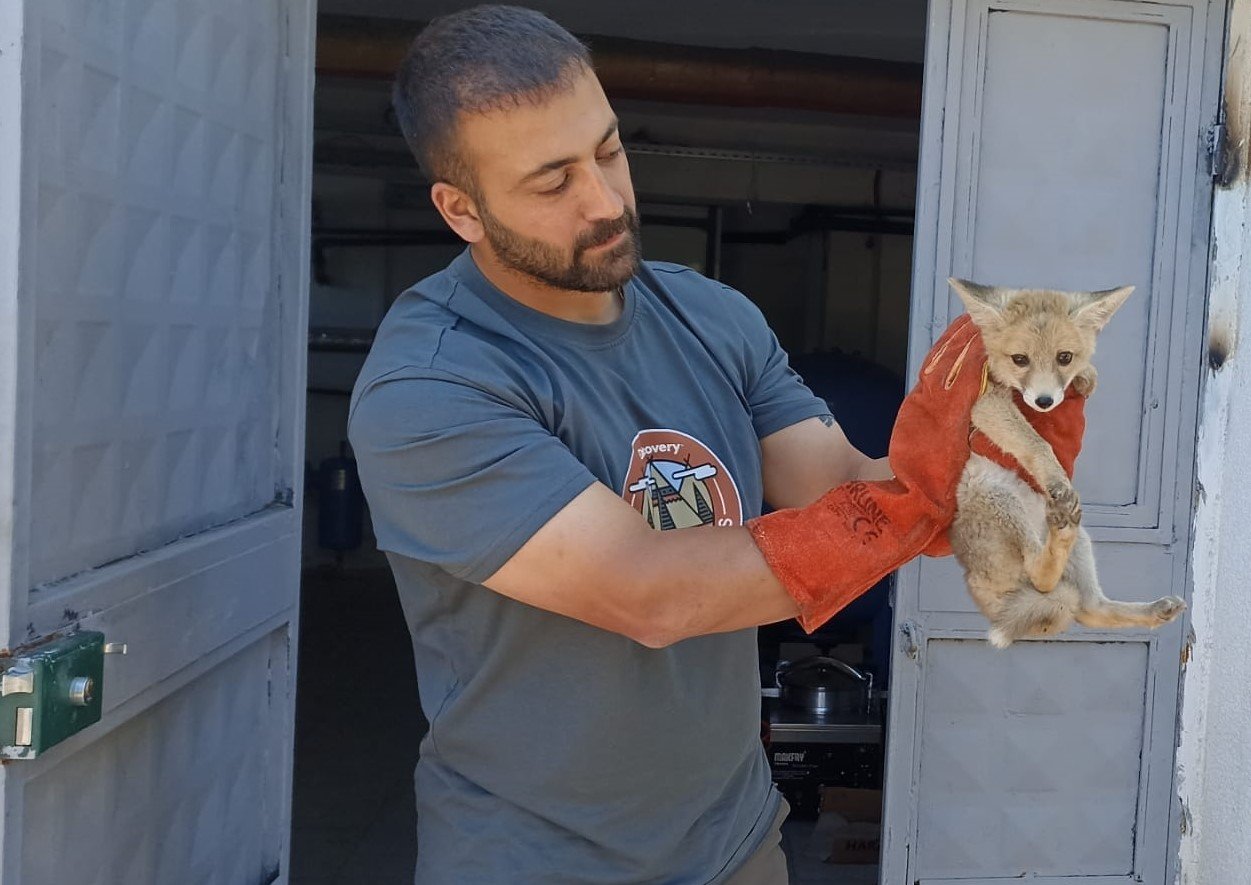 Annesini kaybeden yavru tilki, doğa korumaya emanet