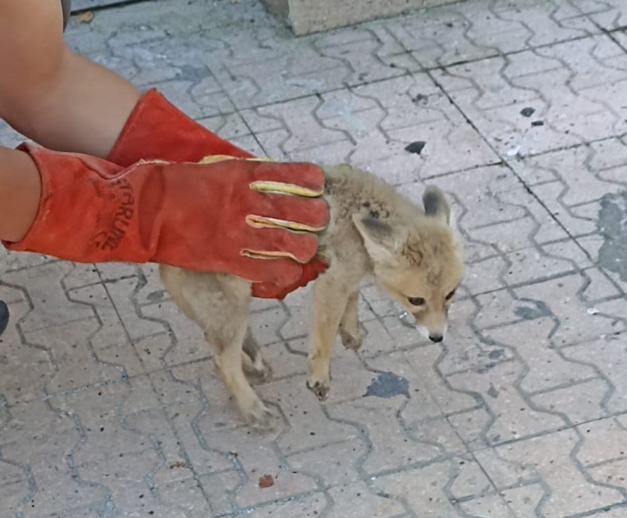 Annesini kaybeden yavru tilki, doğa korumaya emanet