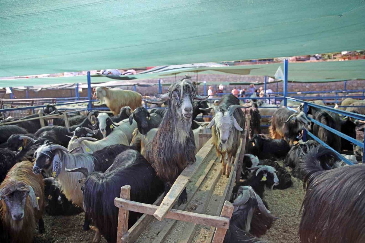 Alanya Belediyesi Kurban Satış Tesisi Kurban Bayramı’na hazır