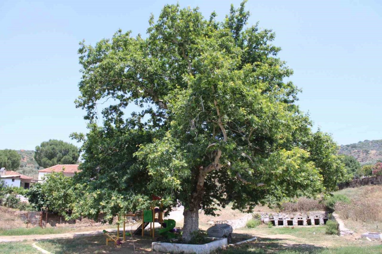 Şahnalı’nın tarihi Sekizpınarlar’ı eski günlerine kavuşmayı bekliyor