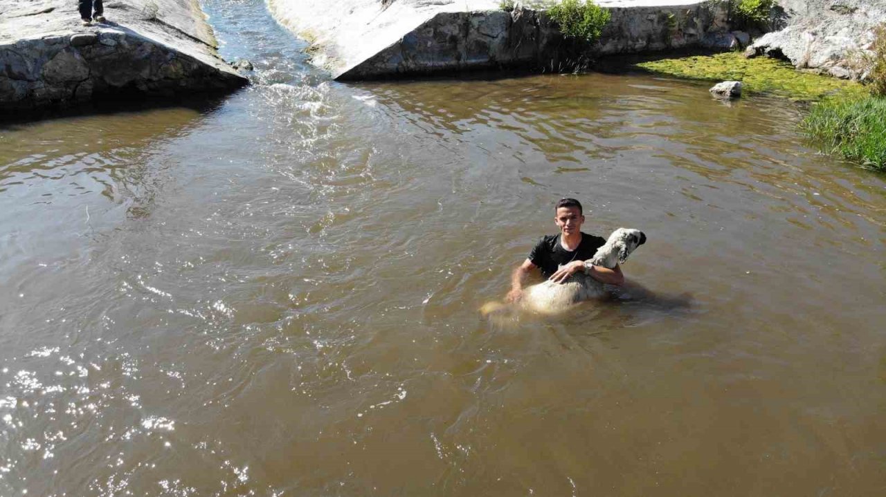 Enkaz kent Hatay’da kurbanlıklar, ırmakta serinliyor