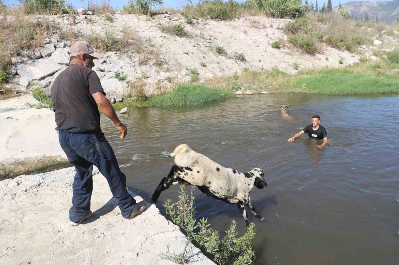 Enkaz kent Hatay’da kurbanlıklar, ırmakta serinliyor