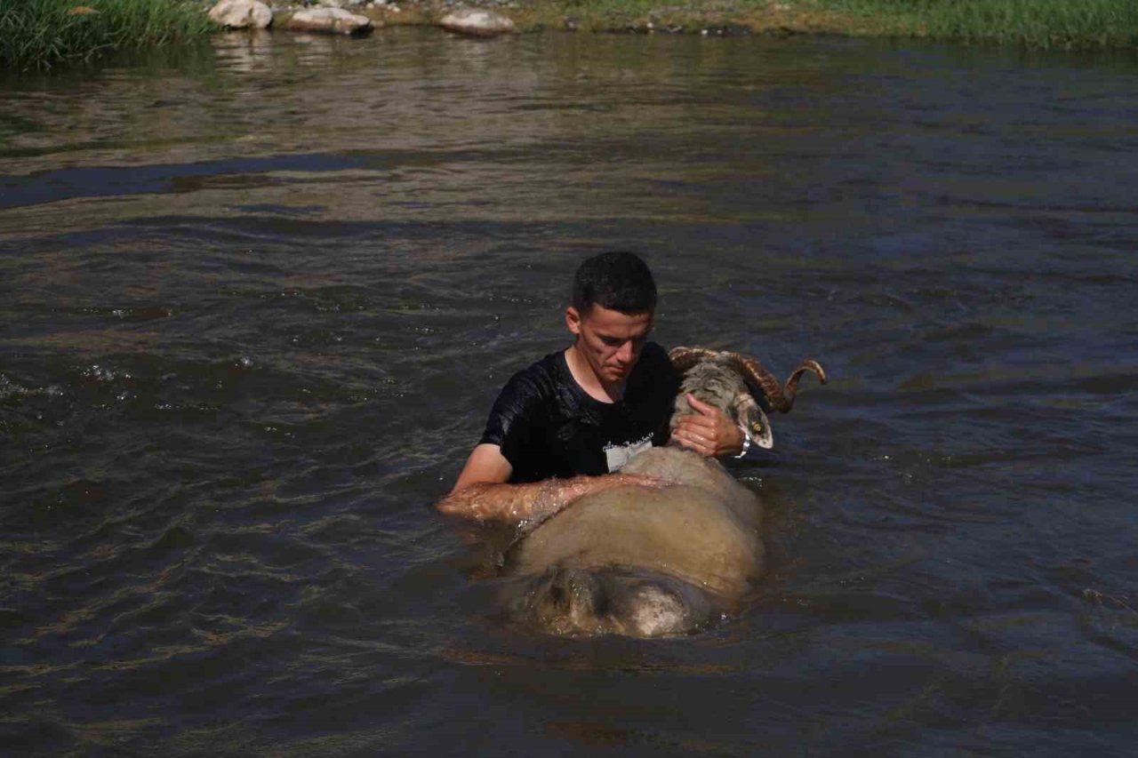 Enkaz kent Hatay’da kurbanlıklar, ırmakta serinliyor
