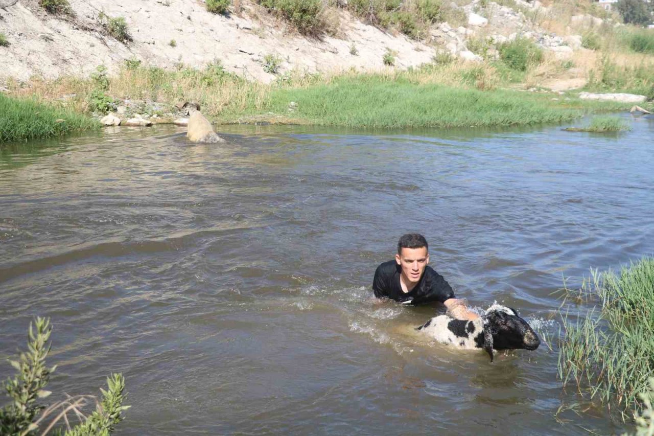 Enkaz kent Hatay’da kurbanlıklar, ırmakta serinliyor