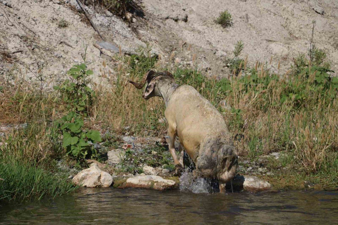 Enkaz kent Hatay’da kurbanlıklar, ırmakta serinliyor