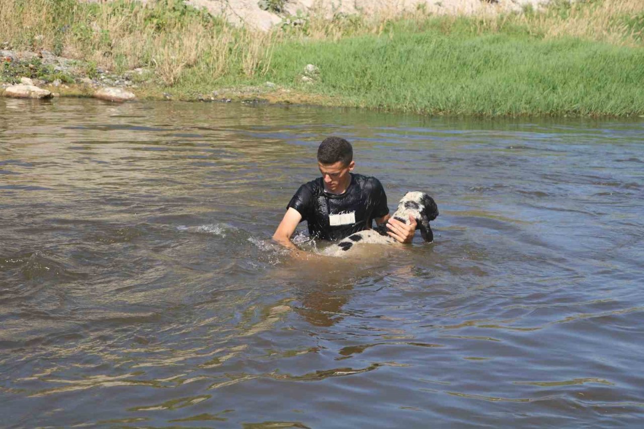 Enkaz kent Hatay’da kurbanlıklar, ırmakta serinliyor